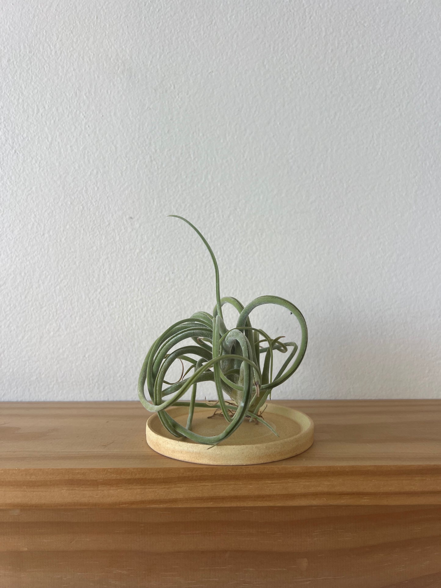 Tokoname Choko Bonsai Pot Saucer
