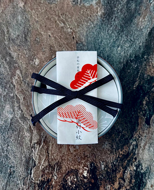 Blue and White Komon Bonsai Growing Kit – Japanese Red Pine