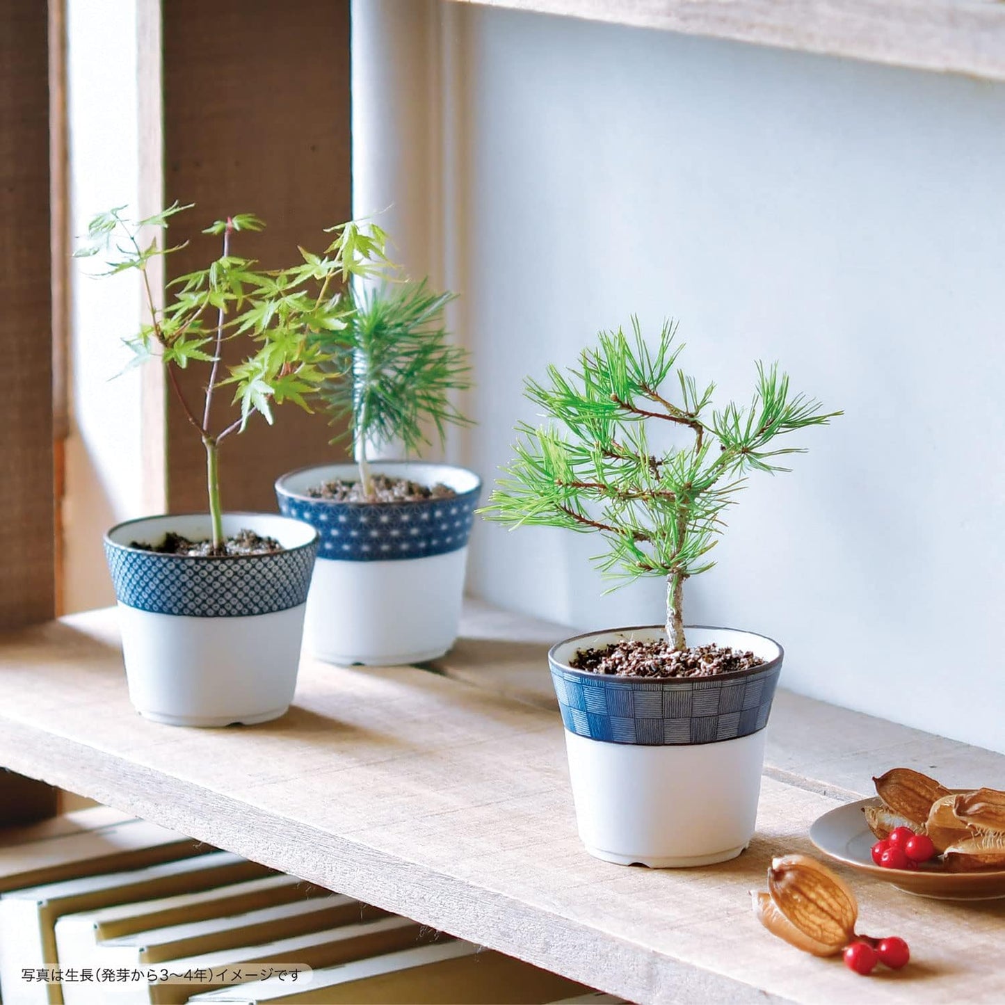 Blue and White Komon Bonsai Growing Kit – Japanese Red Pine