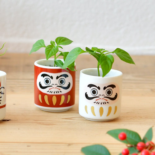 Omedeta Ochoko – Daruma (White) with Five-Colored Chili Pepper Growing Kit