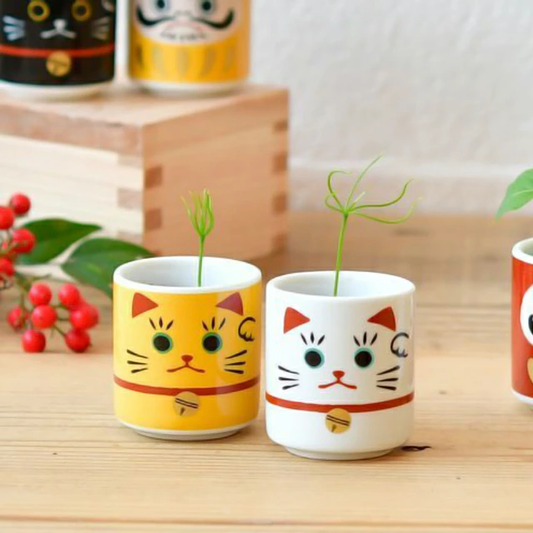 Omedeta Ochoko Maneki-neko – Red Pine Growing Kit