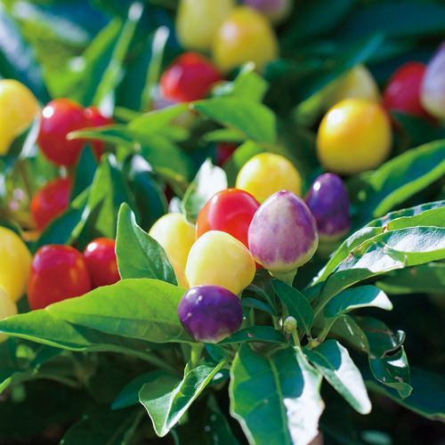 Omedeta Ochoko – Daruma (White) with Five-Colored Chili Pepper Growing Kit