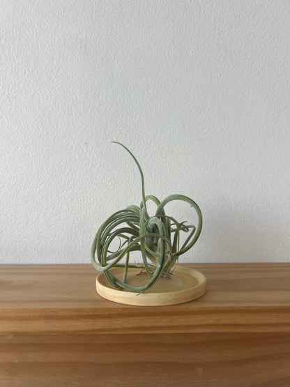 Tokoname Choko Bonsai Pot Saucer