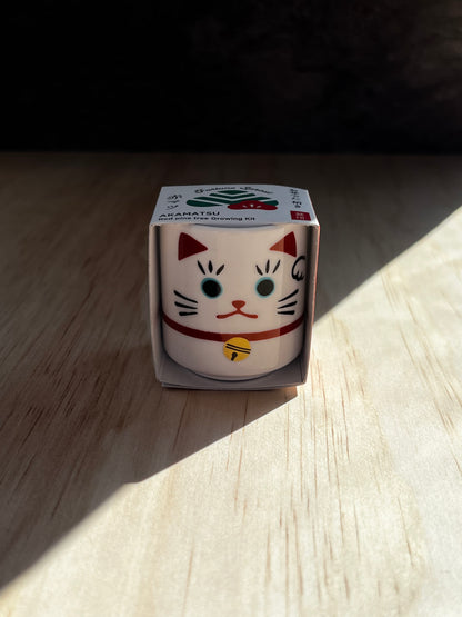 Omedeta Ochoko Maneki-neko – Red Pine Growing Kit