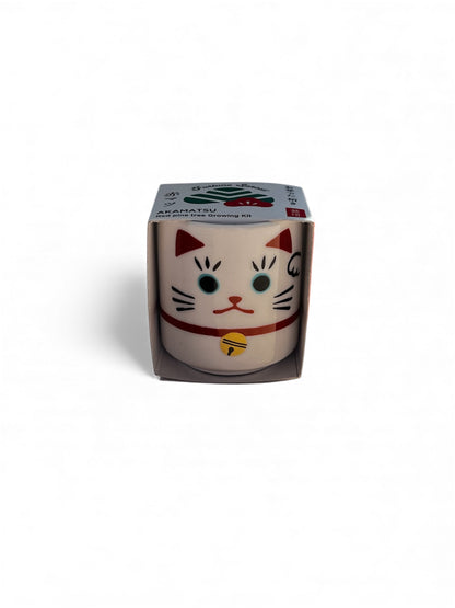 Omedeta Ochoko Maneki-neko – Red Pine Growing Kit
