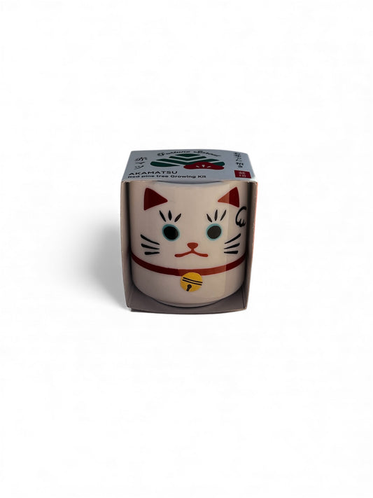 Omedeta Ochoko Maneki-neko – Red Pine Growing Kit